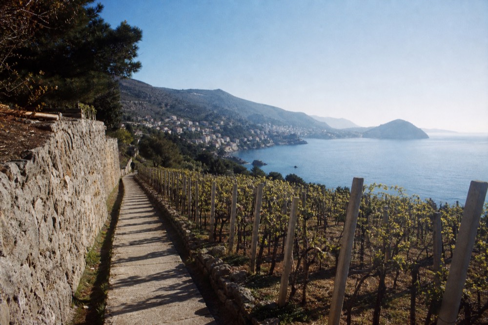 Vineyard rows on a hillside above the sea near Dubrovnik