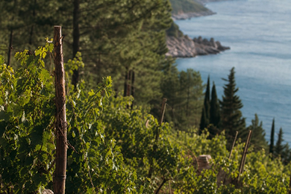 Rows of grapevines on a steep stone terrace above the sea