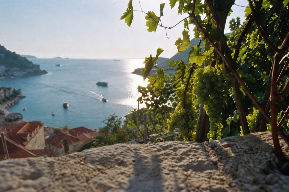 Grapes ripening on vines on a sunny hillside terrace above the sea