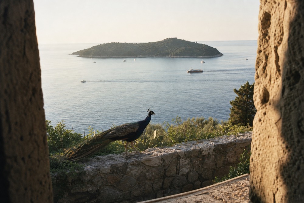 Peacock standing on a low stone wall among greenery