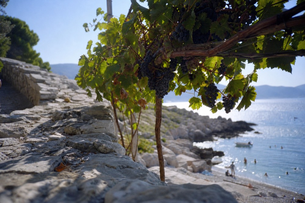 Grapevines heavy with dark ripe grapes in late summer sunlight