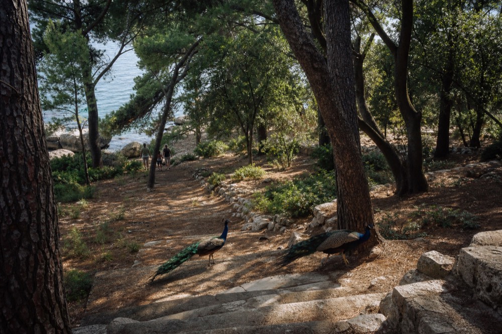 Peacocks and pine trees on a shaded path on Lokrum island