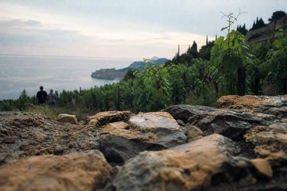 Rows of grapevines on a steep hillside above the Adriatic sea