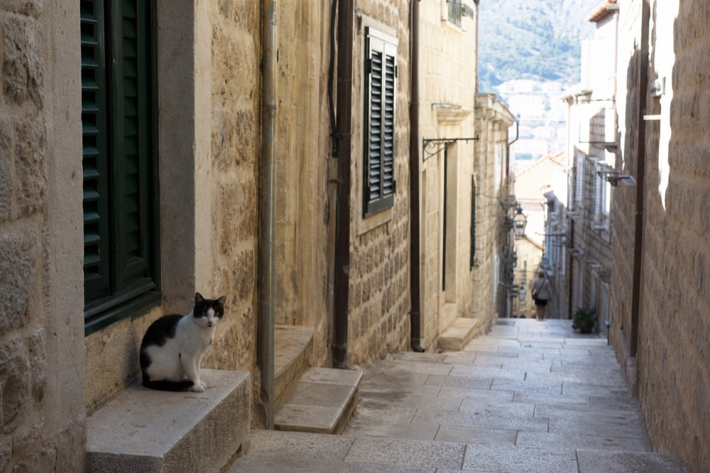 A narrow stone lane in Dubrovnik Old Town with shuttered windows and a cat sitting on a step